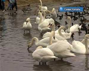 На зимовку в бухты Севастополя прилетело более 200 птиц