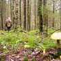 На востоке Крыма пропала пожилая грибница