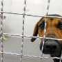 Собаку с подозрением на бешенство поймали в Крыму