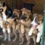 Могилёв готов помочь волонтерам в строительстве приюта для животных