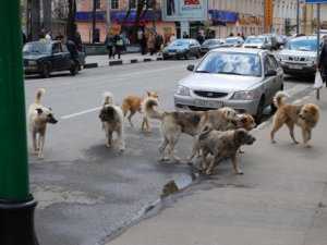 Столица Крыма заполонили бродячие собаки, бригада по отлову животных не справляется