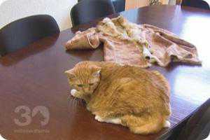 В Крыму с кошек заживо сдирают шкурки для магазина тканей?