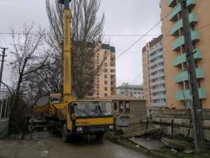 В Феодосии строительная фирма избавляется от живых деревьев?