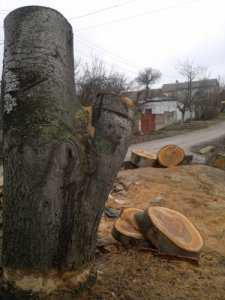 В Феодосии строительная фирма избавляется от живых деревьев?