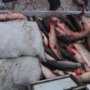 Пограничники в Керчи задержали катер с 1500 кг незаконно выловленного пиленгаса