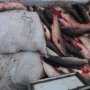30 мешков с пиленгасом отобрали у браконьера в Крыму