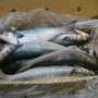 В Евпатории грабитель-наркоман получил четыре года условно за кражу 15 кг рыбы