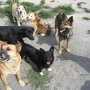Горсовет Симферополя усилит работу по борьбе с бродячими собаками