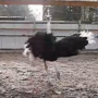 В Джанкойском районе живет танцующий страус (ВИДЕО)