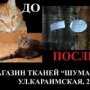 В Симферополе защитники животных будут пикетировать магазин, продающий кошачьи шкурки