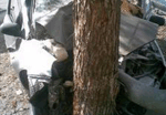 В Евпатории водитель «Жигулей» застрял в деревьях
