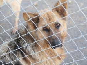 Бездомных собак в Симферополе сжигают живьем?
