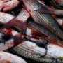 В Крыму ожидают массовый подход косяков кефалевых рыб