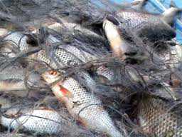 В Джанкое задержали более 360 кг браконьерской рыбы