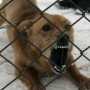 В Полтаве бешеная собака покусала 43 человека