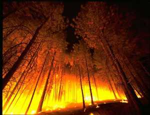 Подозрения о поджогах лесопосадок в Севастополе подтверждаются