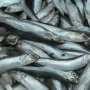 В Крыму процветает нарушающий закон вылов рыбы: пограничники изъяли 13 тонн хамсы