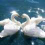 В Саках в курортно-туристическом парке сделают лебединое озеро