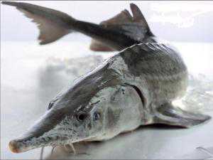 В Саках задержали браконьеров с запрещенной дорогущей рыбой
