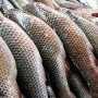 Более 36 тонн пиленгаса выловили в Керчи