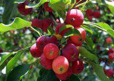 «Февральские окна» не повлияют на урожай фруктов в Крыму