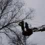 Крымские энергетики переквалифицировались и теперь обрезают деревья