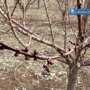 В Крыму на фруктовых деревьях появились почки
