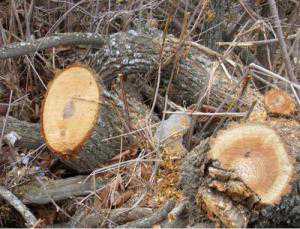 Варварство: в Ялтинском заповеднике незаконно вырубили больше двухсот ценных деревьев