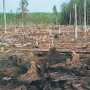 В Форосе вырубили деревья на 200 тыс. гривен