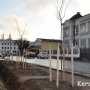 Около 100 деревьев высадят в Керчи
