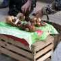 Крымчанка отравилась грибами, купленными на стихийном рынке