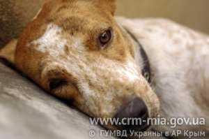 Ветеринарная милиция проводит проверку по факту отравления собак в Столице Крыма