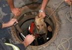 В Феодосии спасатели помогали пострадавшей собаке