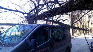 На машину «Аргументов недели» упало огромное дерево: водитель чудом остался жив