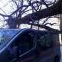 На машину «Аргументов недели» упало огромное дерево: водитель чудом остался жив