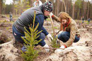 В прошлом году в Крыму молодые леса высадили на тысяче гектаров