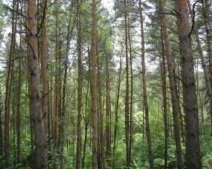 Суд отменил решение городского совета Симферополя об изъятии участка у лесного хозяйства