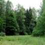 Прокуратура не дала сократить лесоугодия в Столице Крыма