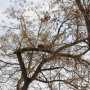 В Керчи кошка пять дней сидит на дереве и громко орет
