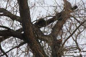 Кошка погибает на дереве в Керчи уже 9 день
