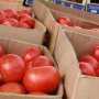 В Крыму поселилась моль-любительницу томатов и картошки