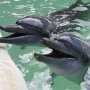 Минобороны назвало провокацией данные о пропаже боевых дельфинов в Севастополе