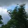 Ветер выкорчевал деревья в Феодосии и на ЮБК