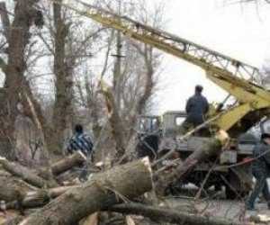 На востоке Крыма рухнувшие деревья перегородили трассу между двумя райцентрами
