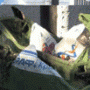 Проклятие контейнеров «Чистого города»: сгорели уже 150 мусорных баков