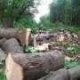 Прокуратура ищет лесорубов, уничтоживших краснокнижные деревья на ЮБК