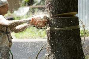 Незаконной вырубкой деревьев на ЮБК занялась прокуратура