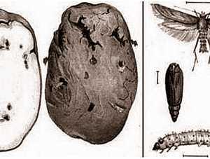 Помогите избавиться от картофельной моли
