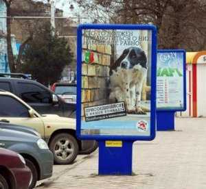 На улицах в Евпатории появилась социальная реклама о стерилизации животных