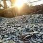 Керченские рыбаки выловили 880 тонн тюльки